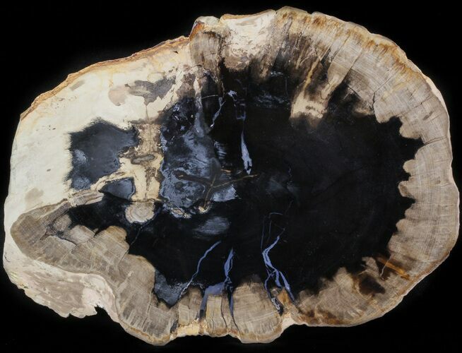 Petrified Wood (Tropical Hardwood) Slab - Indonesia #41896